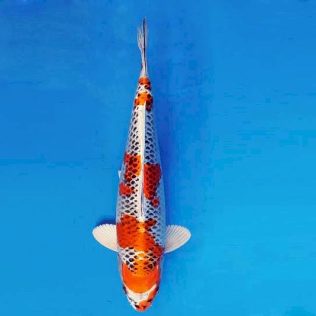 ASAHI LAVA 12 ~ KUJAKU ™