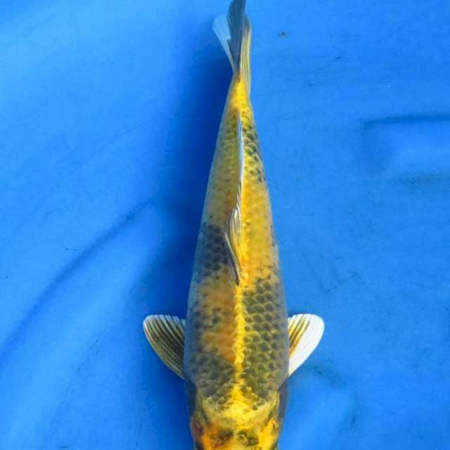 Kin ki utsuri 33cm