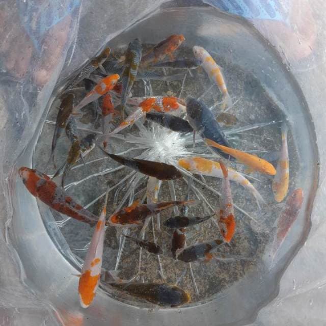 MIX SPESIAL OCHIBA 35EKOR