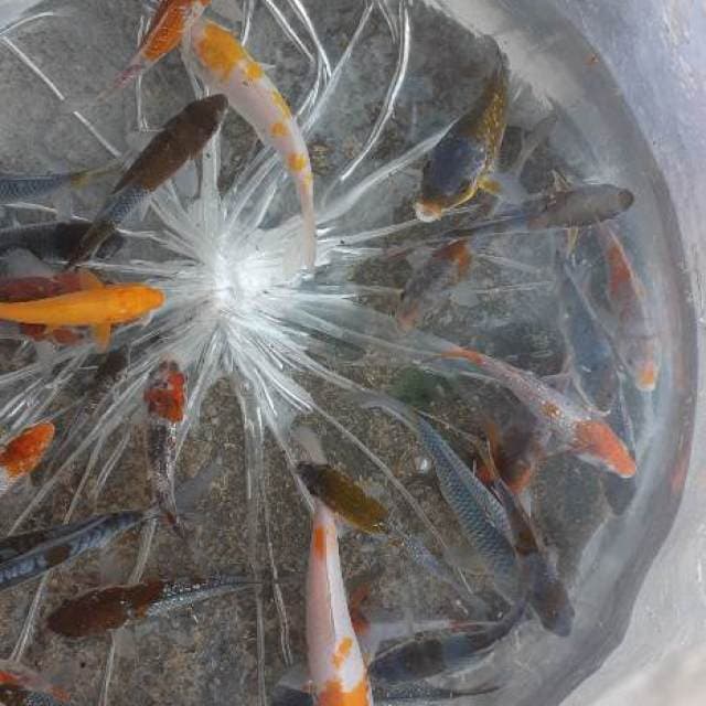 MIX SPESIAL OCHIBA 35EKOR