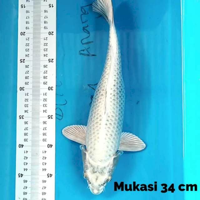 Mukasi 34 cm