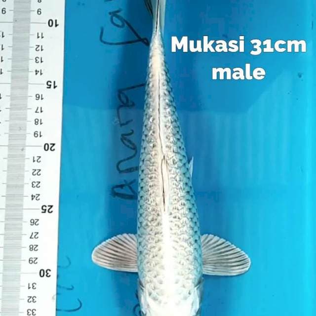 Mukasi 31 cm