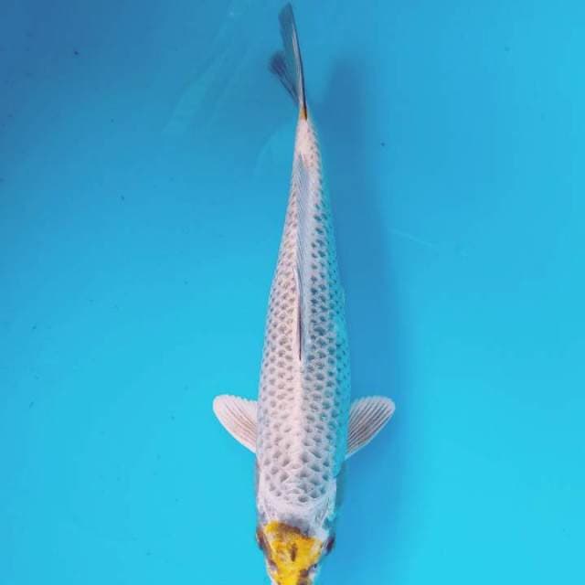 Mukashi