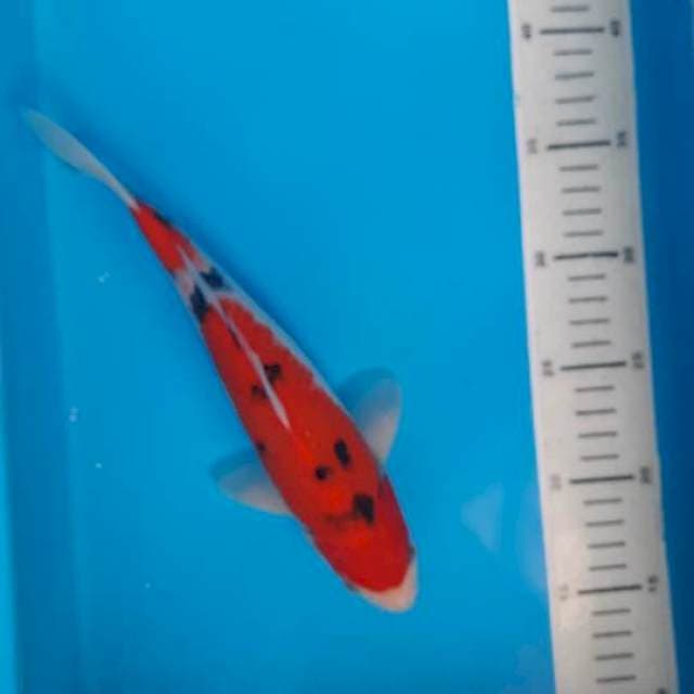 Sanke 26cm