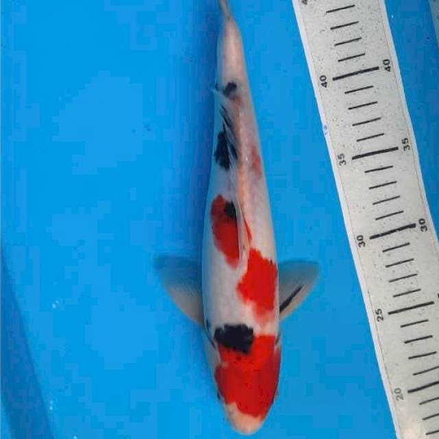 Sanke 30cm