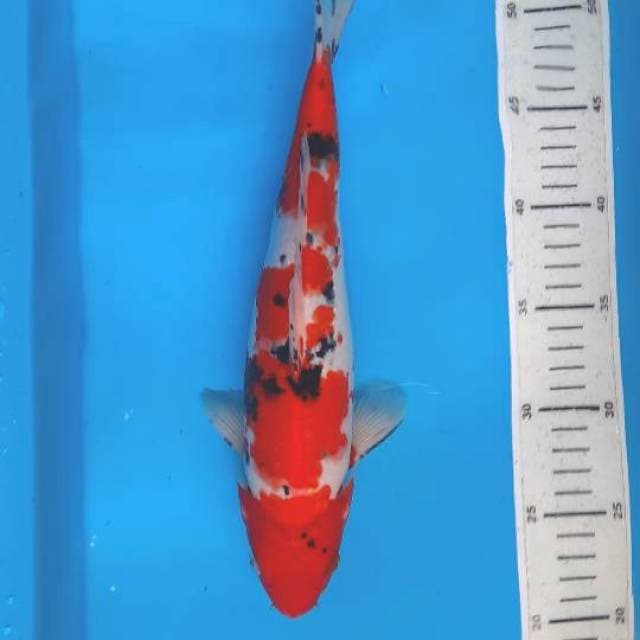 Sanke 32cm