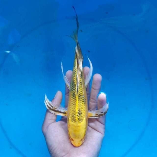 KIN BEKKO KUMPAI