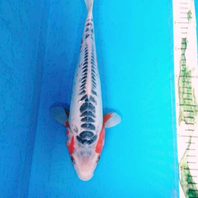 SHUSUI 31 cm