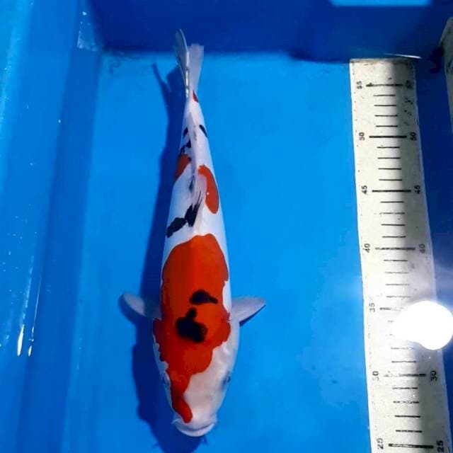 ORIGINAL SANKE DOITSU 32 CM