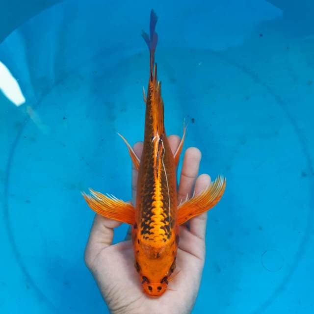 MATSUBA OREN