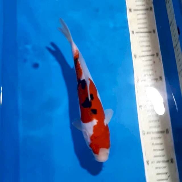 SANKE DOITSU 26 CM