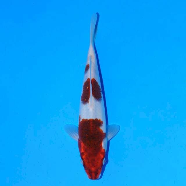 Koromo