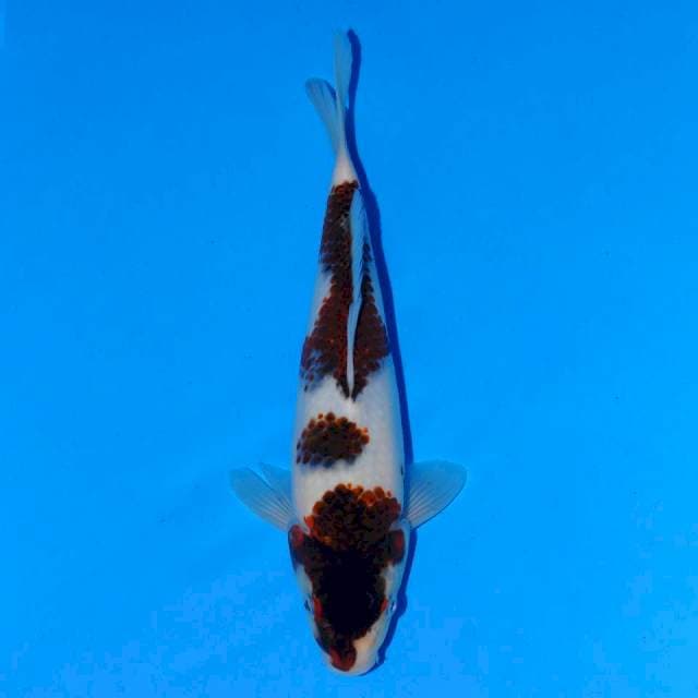 Goromo