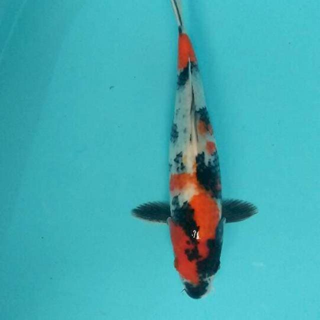 Showa tategoi