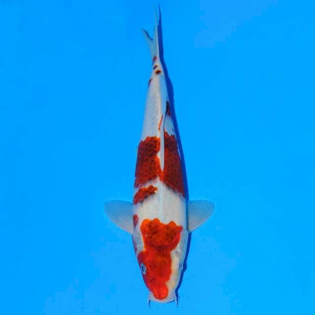 Goromo