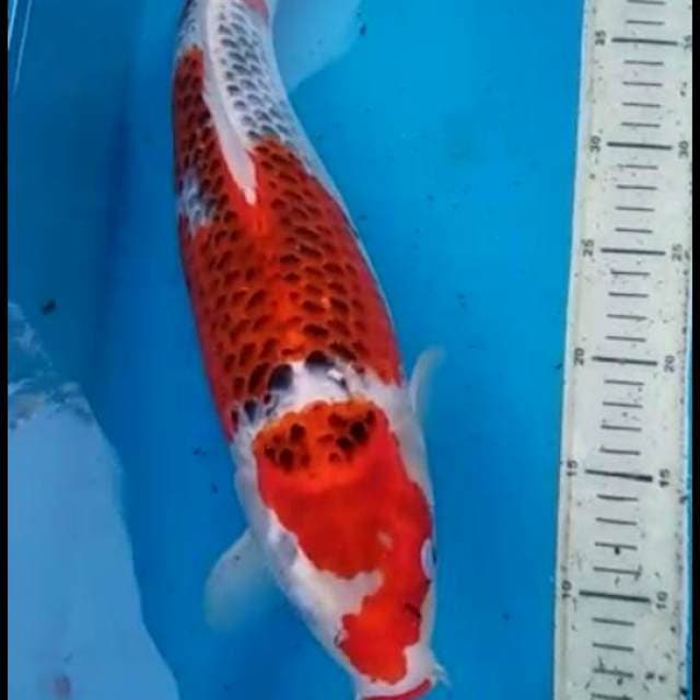 SQ jumbo goshiki 40bu