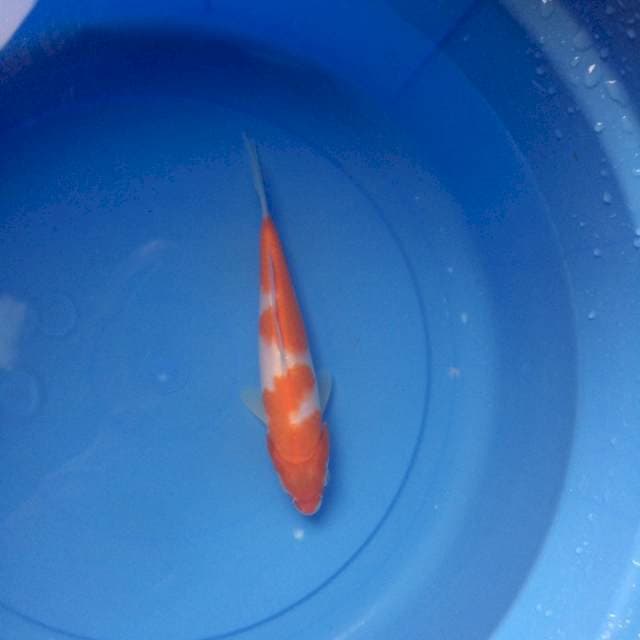 Kohaku