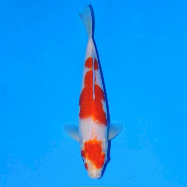 Kohaku