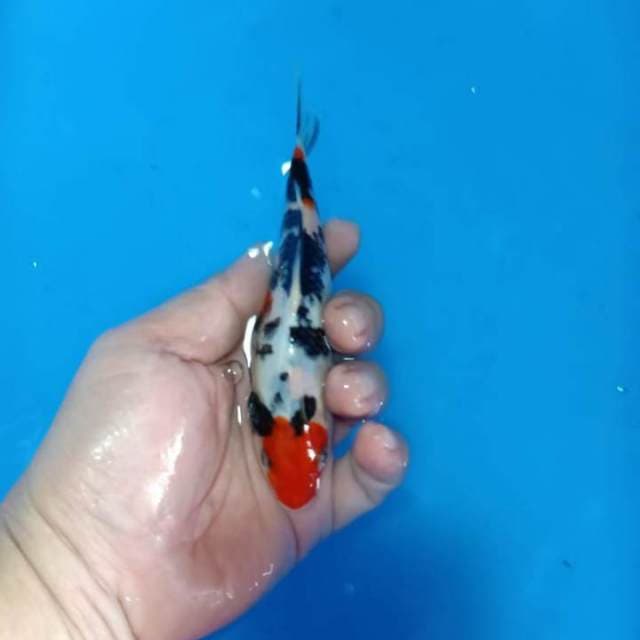 Showa tategoi sq limited 14cm good