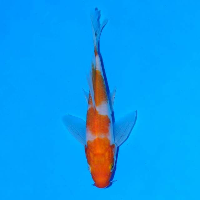 Kohaku kumpay
