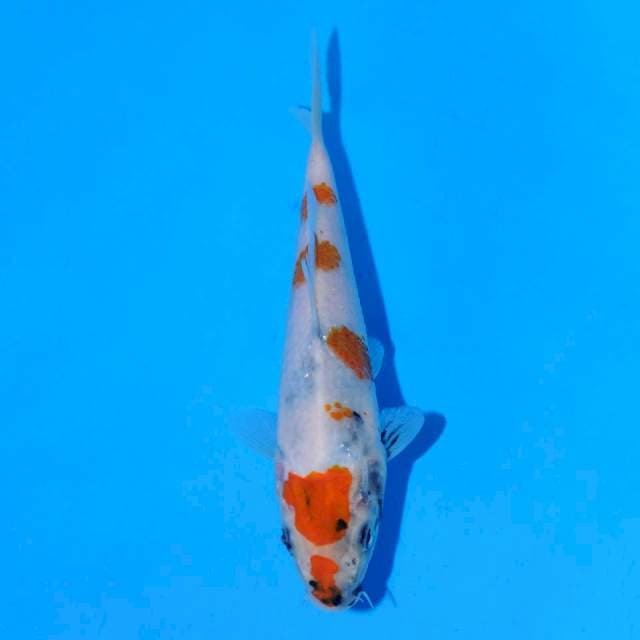 Showa tategoi