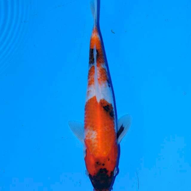 Showa sanshoku