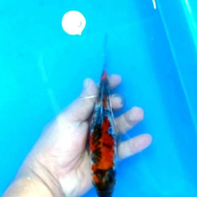 Showa tategoi 3 limited 17cm