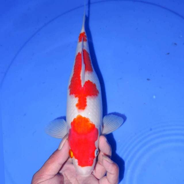 KOHAKU BAGUS 28cm