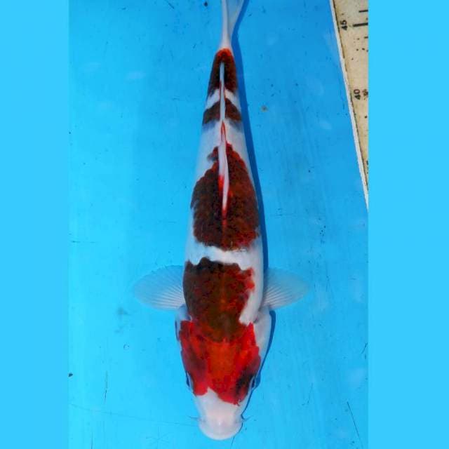 BUDO KOROMO ANGGUR 29cm