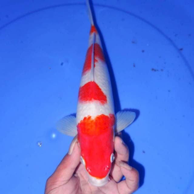 KOHAKU 4 STEP 30cm