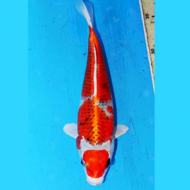 MARUTEN KUJAKU 23cm