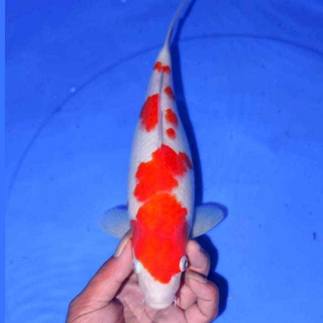KOHAKU POLA BAGUS 30cm