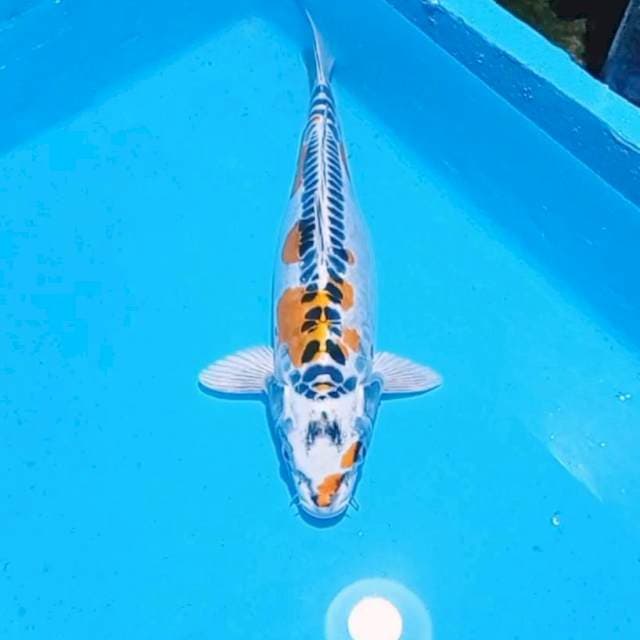 Kujaku Doitsu hikari tebal 39cm