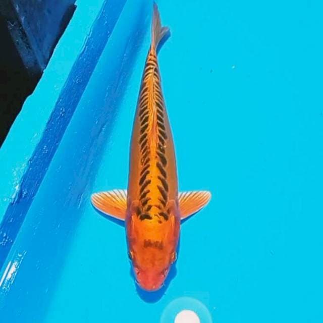 Mizuo Ogon 35cm