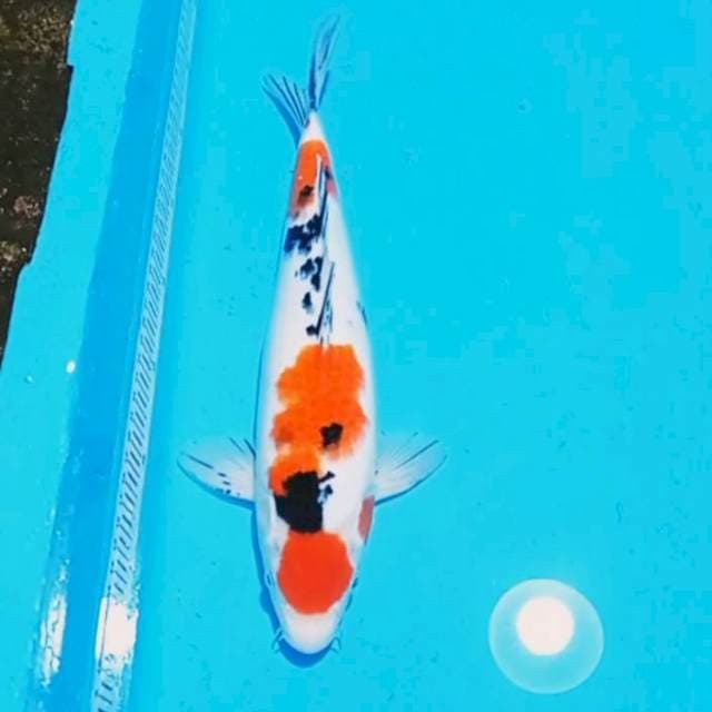 Maruten sanke 36cm