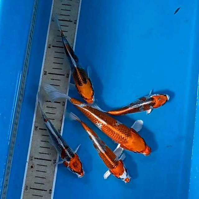 Paket kujaku, 14 - 20 cm