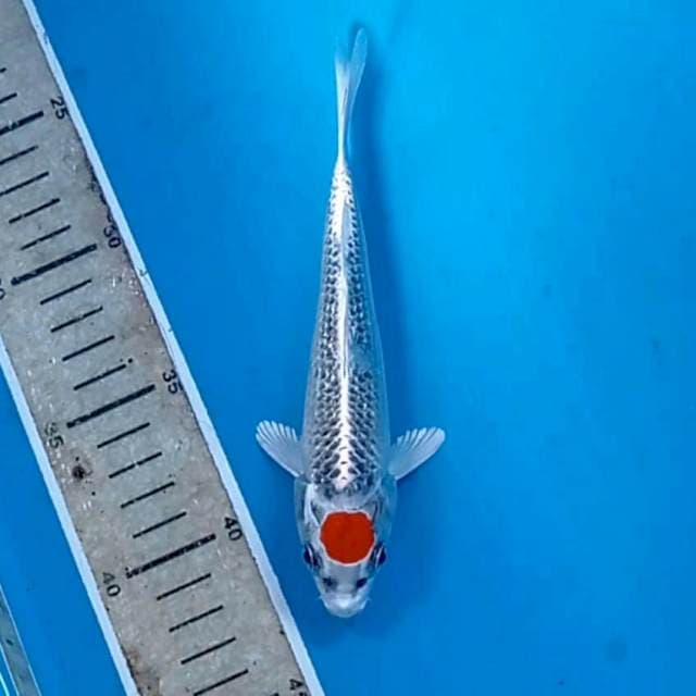 Tancho kujaku, 17 cm