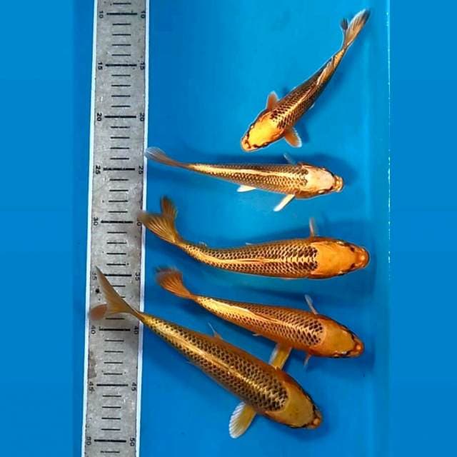 Paket kin matsuba, 17 - 24 cm