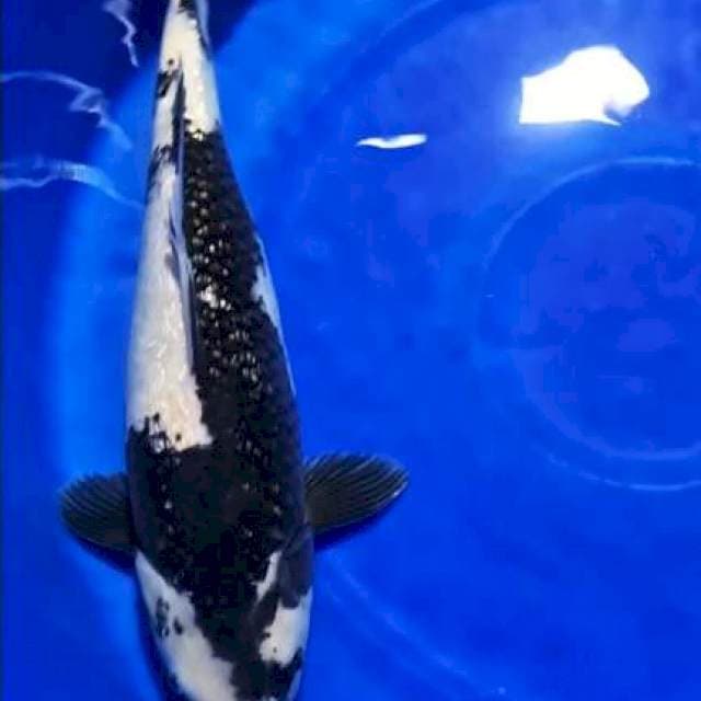 Shiro Ginrin Jumbo