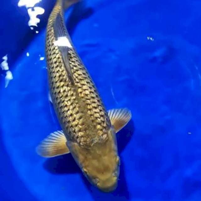 Chagoi Ginrin Jumbo