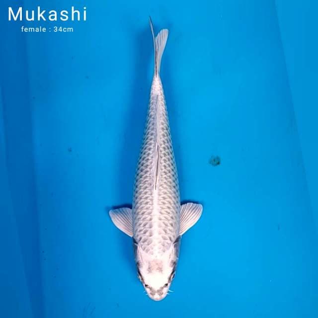 Mukashi clean√√√