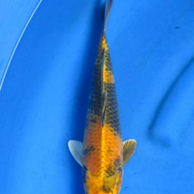 Kin ki utsuri 31cm