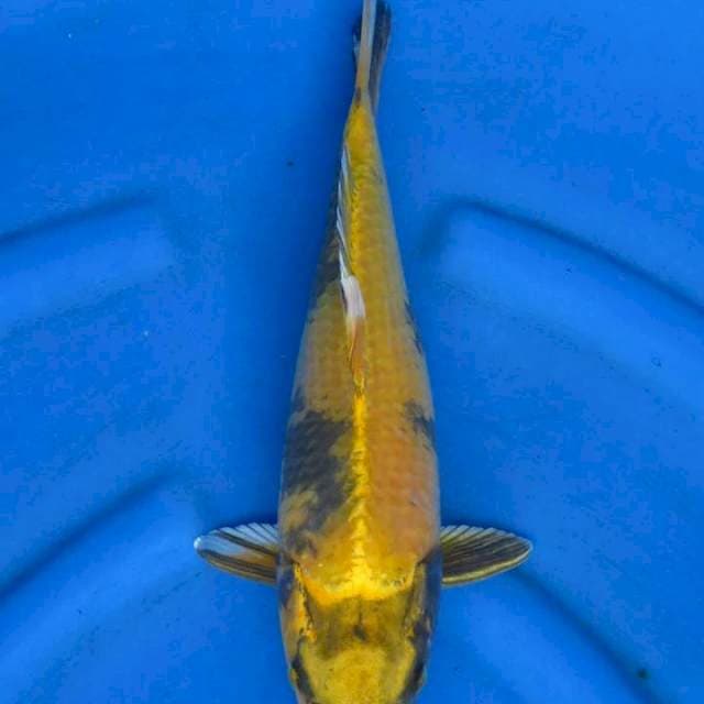Kinki utsuri 36cm