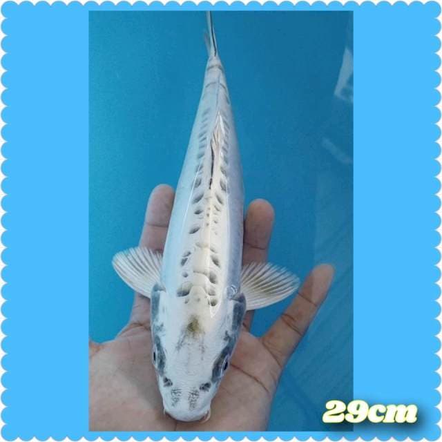Wait MUKASI doidsu 29cm