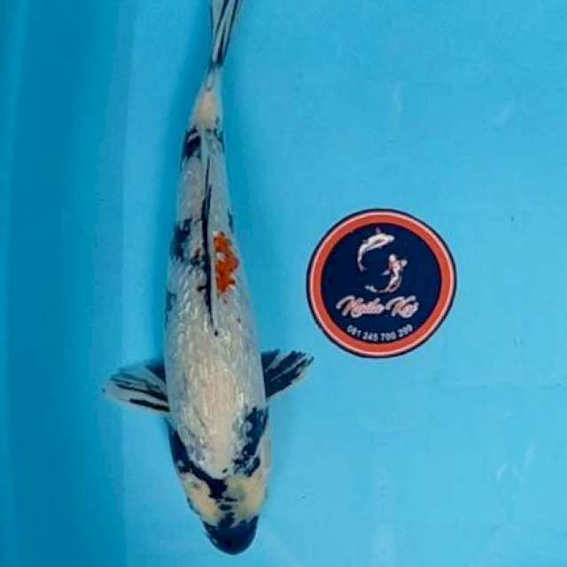 Showa ginrin 39 cm