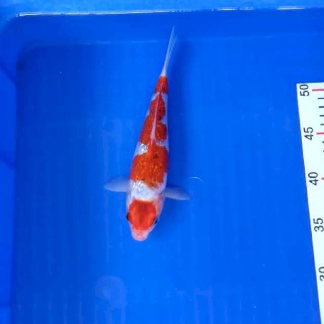 Gosiki ginrin 22cm