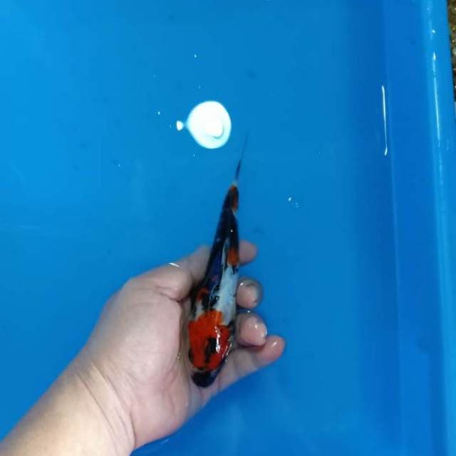 Showa doitsu 16cm..