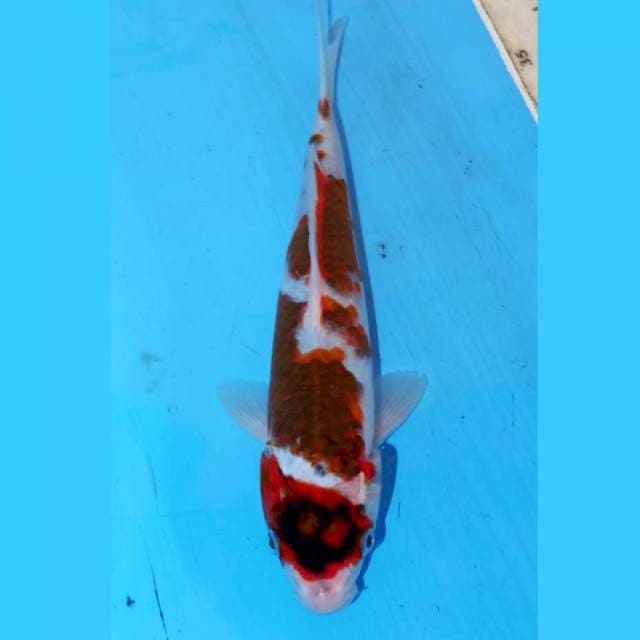 24CM KOROMO