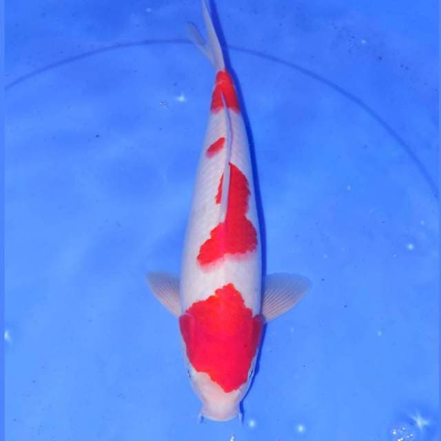 32cm KOHAKU JOSS