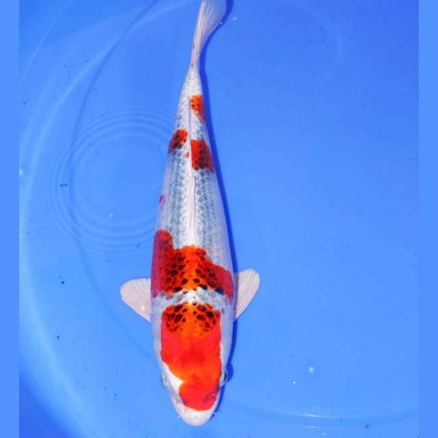 32cm KUJAKU BAGUS